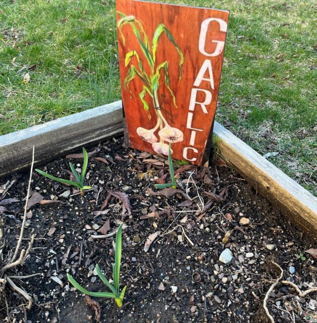 SIGNS OF SPRING @theorganicteachingkitchen ! #garlicscapes coming soon! Not only does #garlic add flavor to your culinary dishes, it’s filled with polyphenols and so many health benefits.’ #antioxidants #guthealth #brainhealth #slowfood #cookingclass #intuitivecooking #organic #medicinal #hudsonvalley #medicinalfood