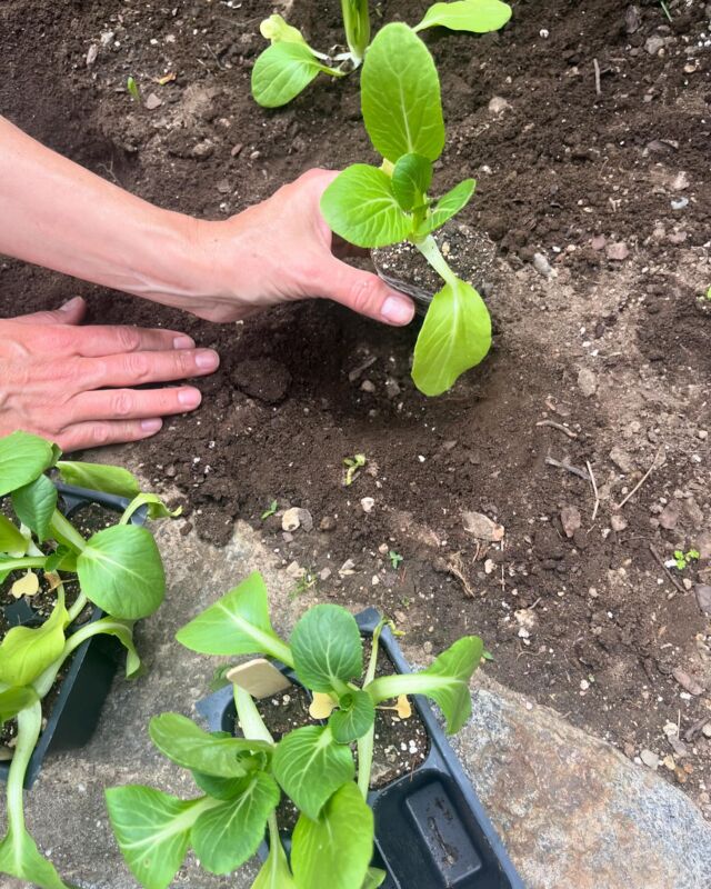 A beautiful day to plant #bokchoy at @theorganicteachingkitchen! #organicstarterplants @glynwoodfarmstore #growyourownfood #organicfood #teachingkitchen #hudsonvalley #westchester