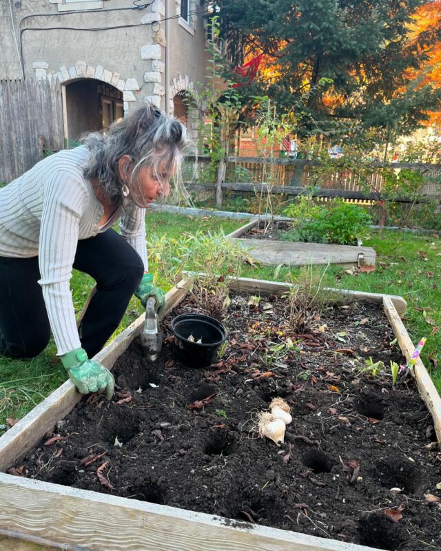 PLANTED+WATERED! #garlic #medicinalfood #cookingwithherbs #organicgardening #gardentotable #cleaneating #hearthealthyfood #brainhealth #guthealthy #healthcoach #lifestylemedicine #wellnessfood #mindfulcroton #cookingwithwholefoods #cookingclass #cookingparty #heath