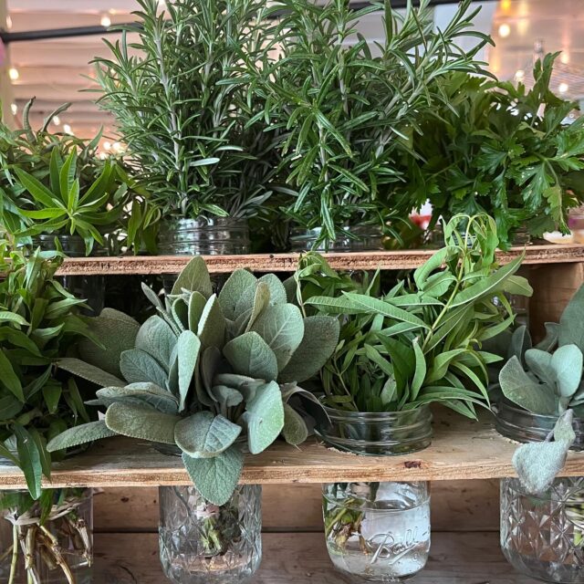 Summer’s bounty is here and nothing elevates your health and mood like #freshherbs basil, mint, sage, thyme, rosemary, parsley, dill, cilantro... not only do they add incredible flavor to your meals, they also bring powerful nutritional benefits.

🪴Packed with antioxidants
🪴Rich in vitamins A, C & K
🪴Naturally anti-inflammatory 🪴Gut friendly flavor boost

Toss them into salads, blend into dressings, marinate your veggies, fish, poultry, this is #cleaneating made simple!  #summerharvest #cleaneatingcoach #healthyeating #healthcoach #eattolive #wholefoodsdiet