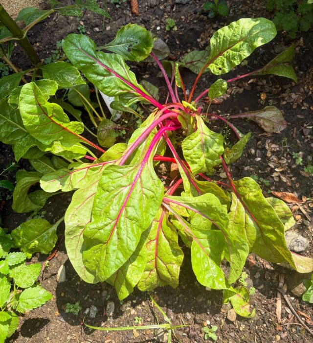 There’s something so satisfying about stepping into the garden and picking your own Swiss Chard (from seed) vibrant, fresh, and packed with nutrients! 
This leafy green is a #metabolichealth powerhouse. It’s rich in magnesium, fiber (which supports digestion + satiety), and antioxidants that help fight inflammation. 
I always say: it’s not about restriction rather it’s about adding in the right foods to fuel your body. Swiss chard is one of those foods that checks all the boxes . 
Toss it in a smoothie, salad, sauté it with garlic, or add it to soups and stews. Your metabolism will thank you. 
What’s growing in your garden that supports your health goals? Let me know below! #HealthyEating #SwissChard #GardenToTable #HealthCoachTips #AddInNotRestrict #FiberIsFuel #BloodSugarBalance thank you @davecris1 for your #greenthumb