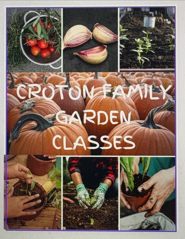 CROTON FAMILY GARDEN POP-UP @theorganicteachingkitchen . FALL FAMILY GARDENING KIDS 4-9 yo

DATES: Tuesday, September 23,  10-11am, Wednesday, September 24 – 11am-12pm Thursday, October 2, 12:15-1:15PM 
All classes taught by Alexandra Maniglia (founder of Croton Kids Garden and Croton mom-of-two) and focus on healthy, screen-free gardening and gardening craft time! Go to link to RSVP or contact @american.herbal.tea  #fallgardening #kidsgardening